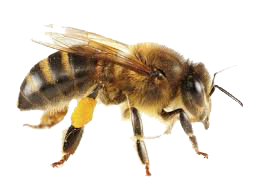 Dedetização de abelhas no Horto Florestal