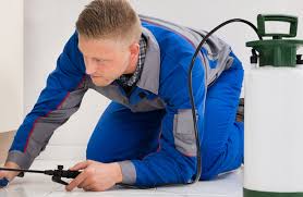 Dedetização no Pacaembu