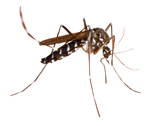 Dedetização de mosquito da dengue no Tremembé