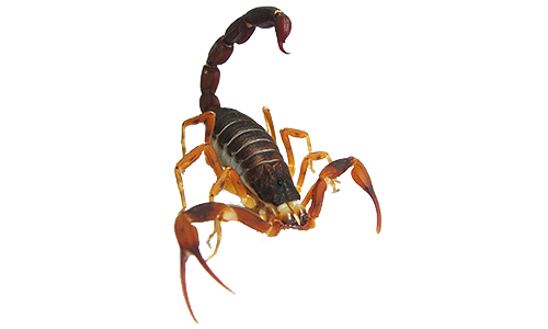 Dedetização de escorpióes no Sacomã