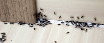 Dedetização de formiga no Horto do Ipê