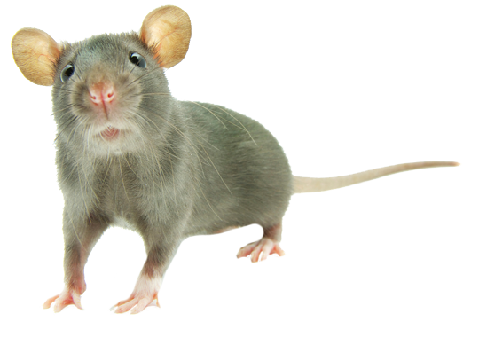Dedetização de ratos na Cangaíba