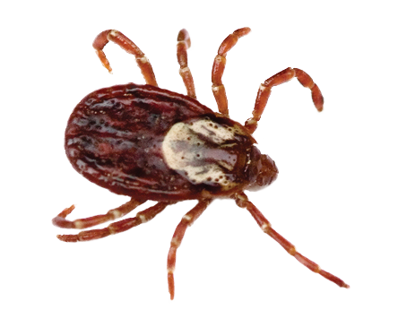 Dedetização de carrapatos no Cursino 