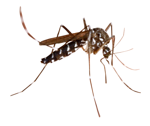 Dedetização de mosquito da dengue no Cursino