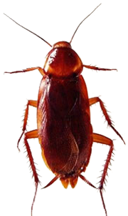 Dedetizadora de Baratas no Caxingui