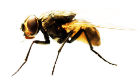 Dedetização de mosca no Cursino